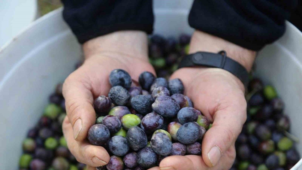Artvin’in Yusufeli ilçesinin ödüllü Butko zeytininin hasadına başlandı