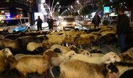 Tokat şehir merkezinde koyunlar trafiği kilitledi! İşte o ilginç anlar
