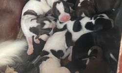 Sokak köpeği, tek seferde 11 yavru doğurdu
