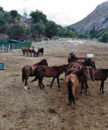 Kesilmekten kurtulan atlar 3 yıldır koruma çiftliğinde yaşamlarını sürdürüyor