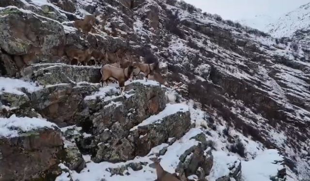 Dağları süsleyen dağ keçileri engebeli arazide drone ile görüntülendi