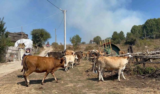 Alevlenen yangından hayvanlarını böyle kaçırdı