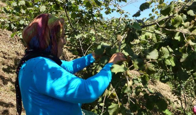 Giresun’da fındık hasadı başladı