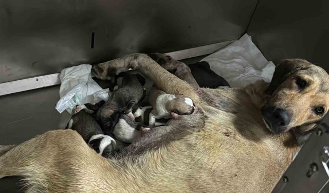 Otomobilin altında kalan hamile köpeğin imdadına hayvanseverler yetişti