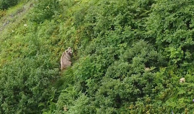 Rize’de yaylada koşturan boz ayı dron ile görüntülendi