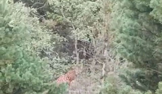 Tokat’ta bir vatandaş gördüğü vaşakı kışkışladı