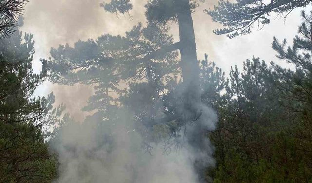 Yıldırımın düştüğü ormanlık alanda yangın çıktı